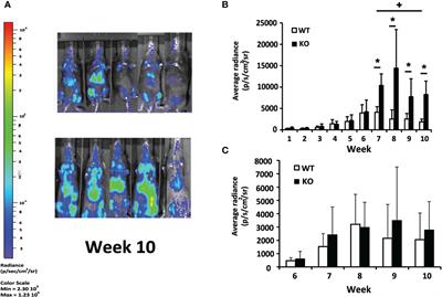 Resistance to Experimental Visceral Leishmaniasis in Mice Infected With Leishmania infantum Requires Batf3